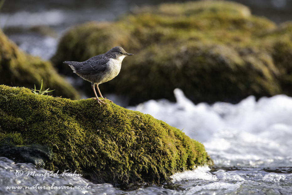 Wasseramsel ()_0289