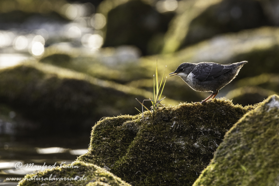 Wasseramsel ()_0291
