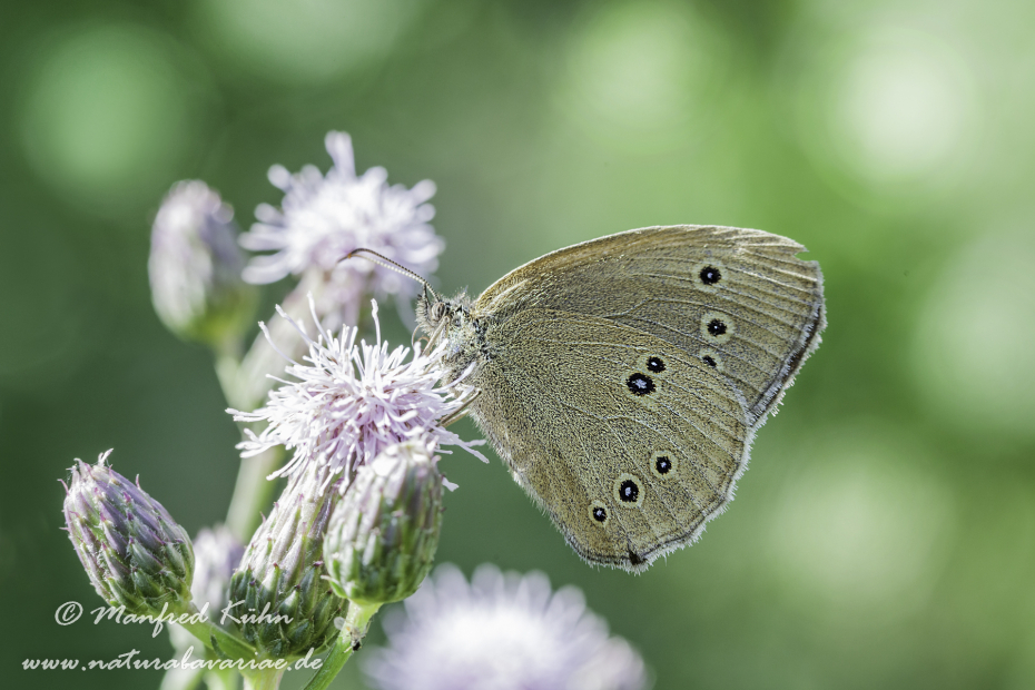 Waldvogel (Brauner)_0001