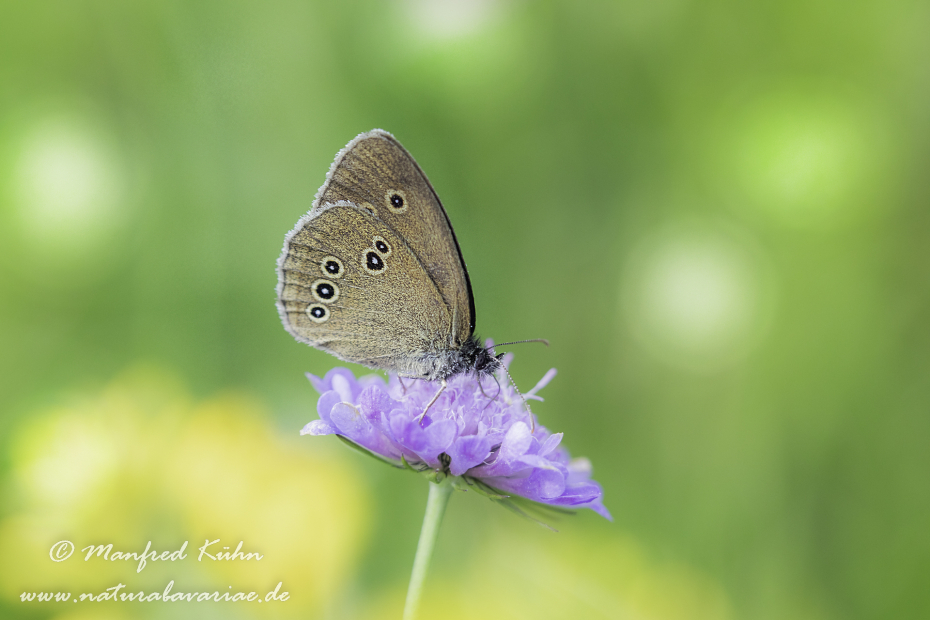 Waldvogel (Brauner)_0019