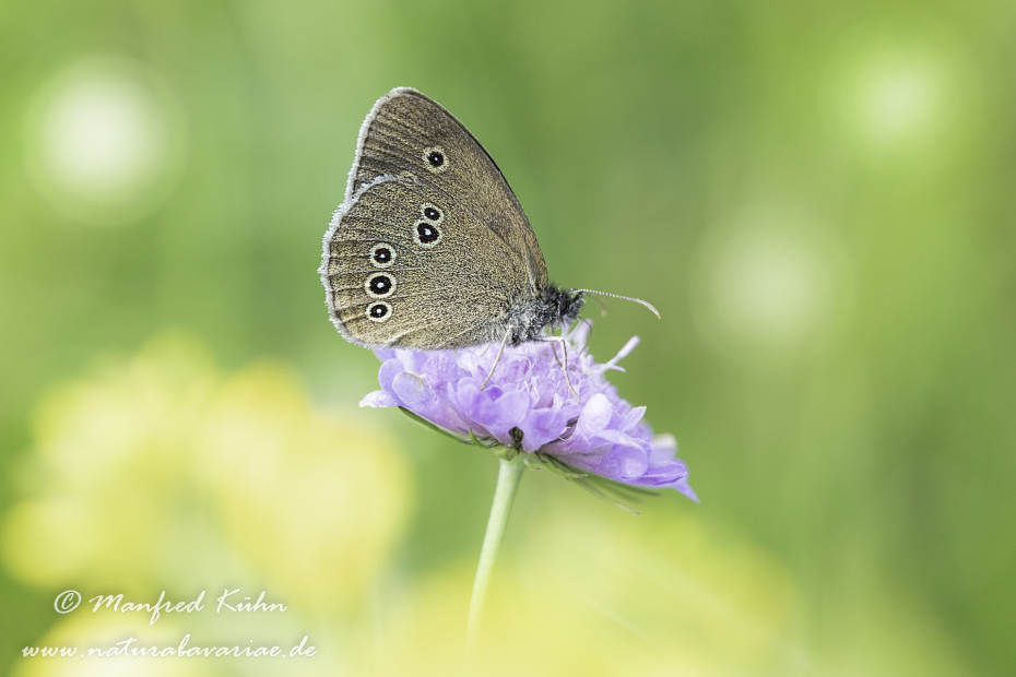 Waldvogel (Brauner)_0020