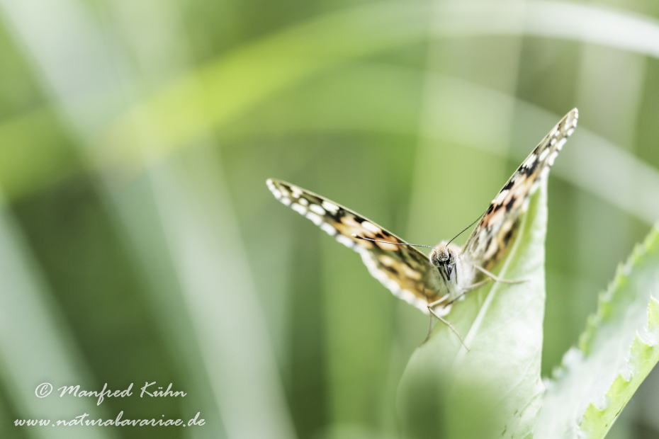 Distelfalter ()_0039