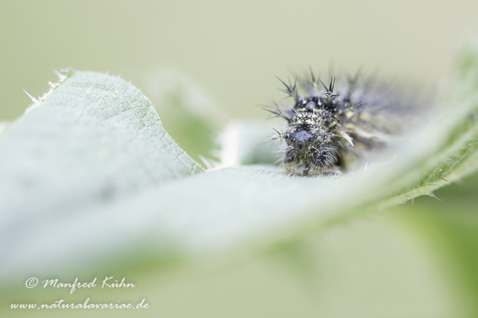 Fuchs (Kleiner)_0022