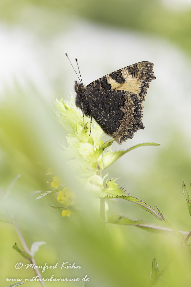 Fuchs (Kleiner)_0025