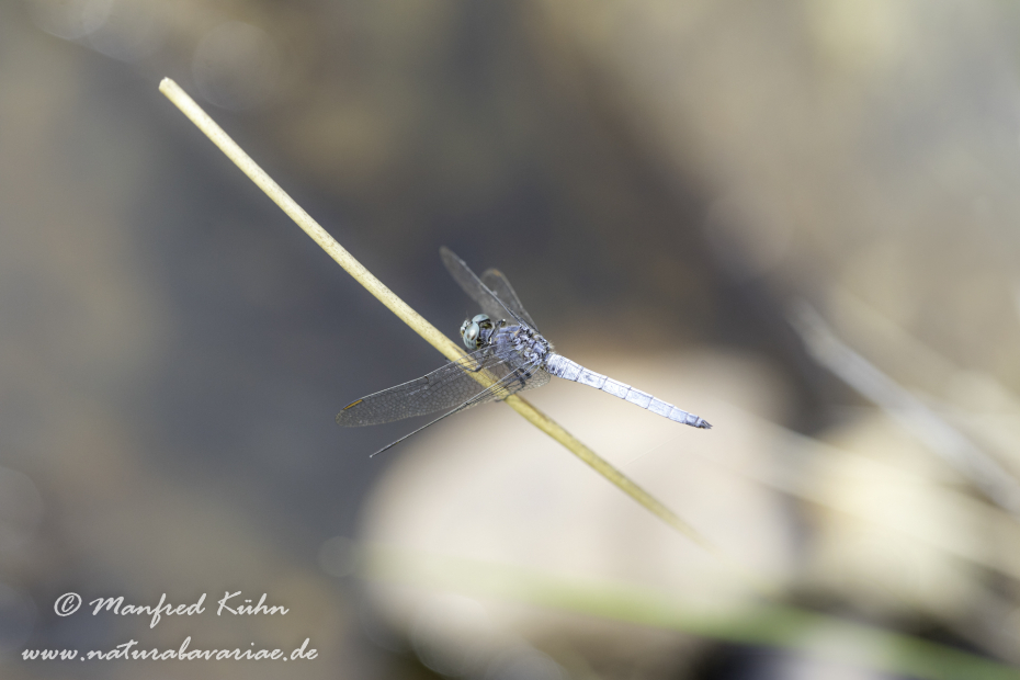 Blaupfeil (Südlicher)_0011