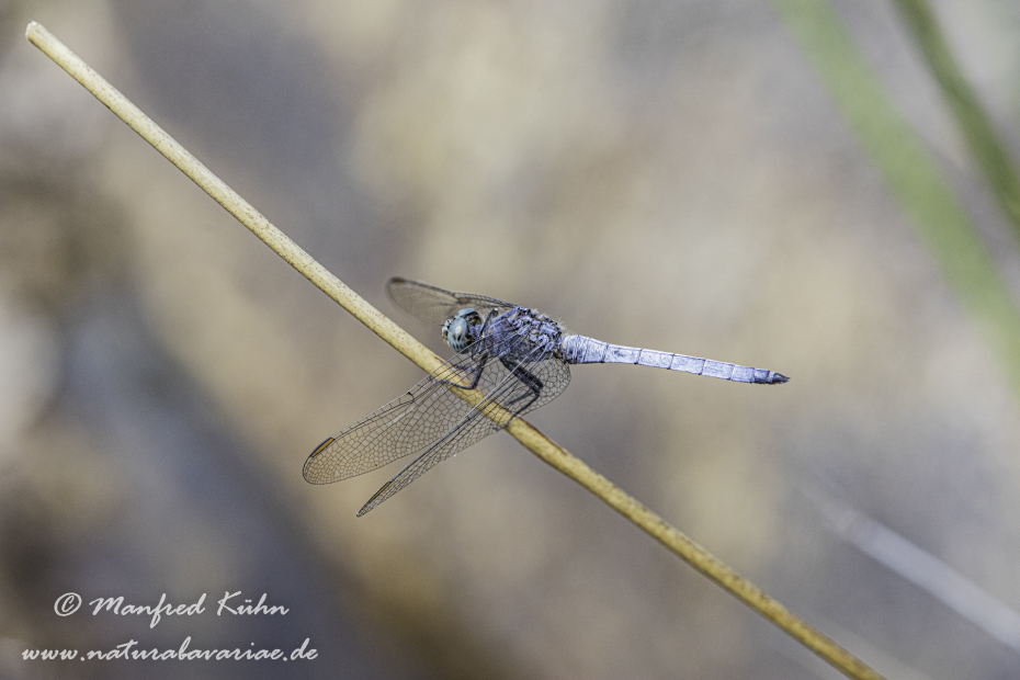 Blaupfeil (Südlicher)_0012