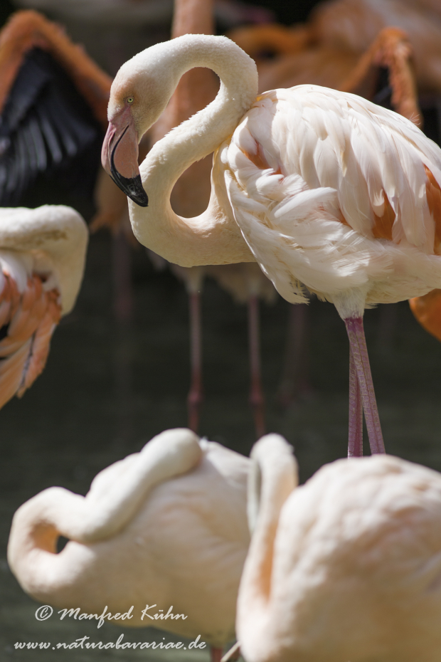 Flamingo (Roter)_0008