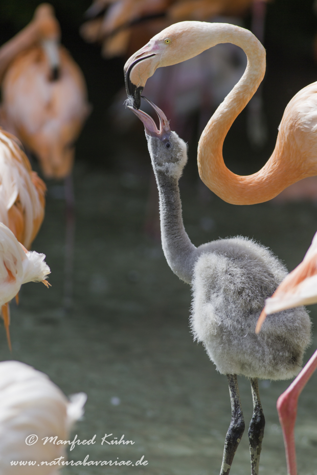 Flamingo (Roter)_0011