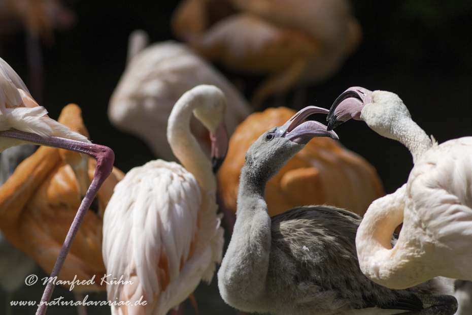 Flamingo (Roter)_0022