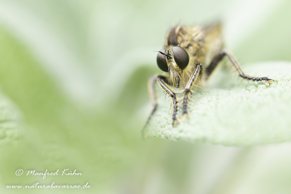 Raubfliege (Gemeine)_0005