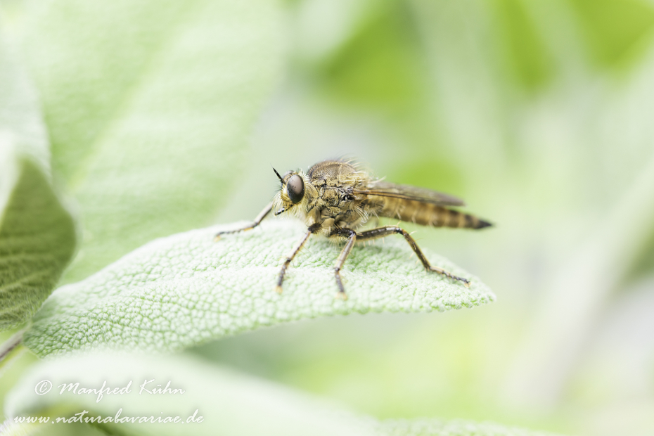 Raubfliege (Gemeine)_0006