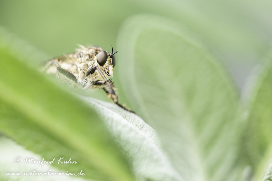 Raubfliege (Gemeine)_0009