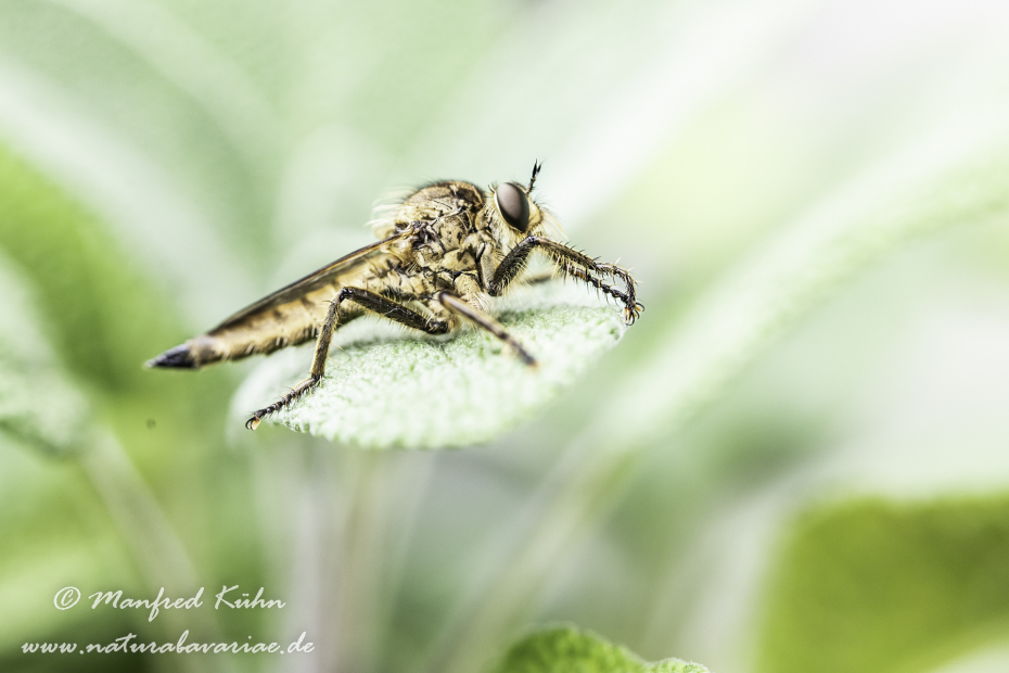 Raubfliege (Gemeine)_0014