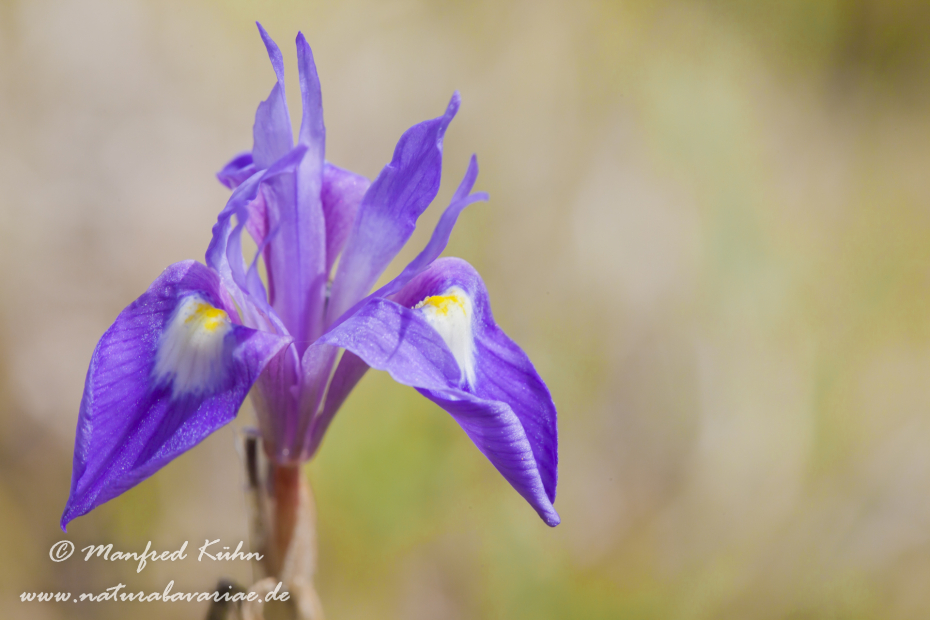 Schwertlilie (Mittags-)_0004