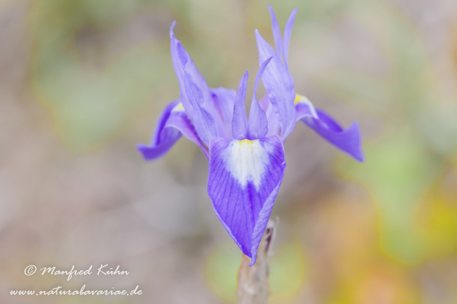 Schwertlilie (Mittags-)_0010