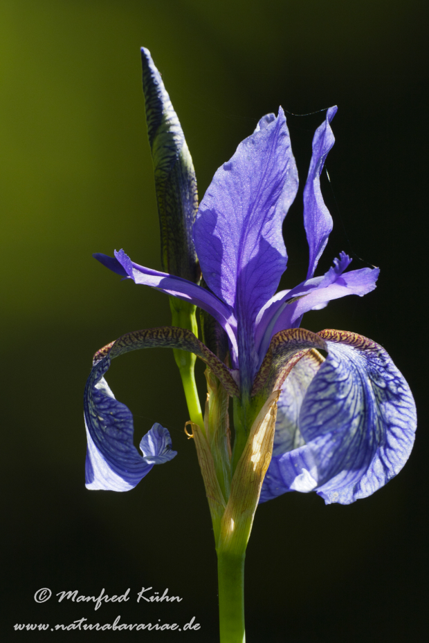 Schwertlilie (Sibirische)_0001