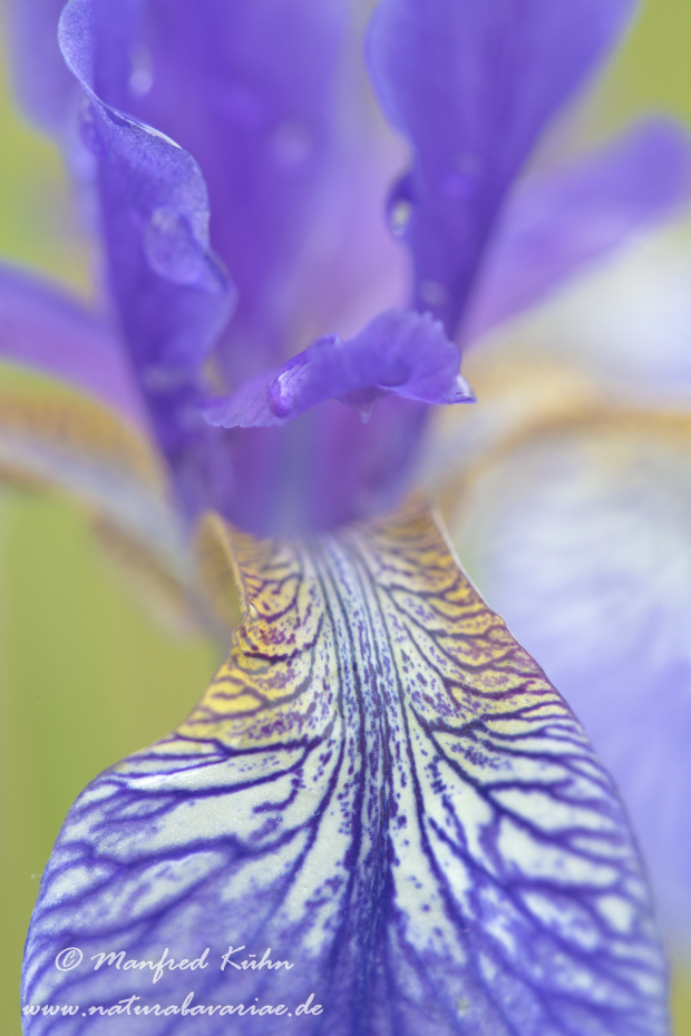 Schwertlilie (Sibirische)_0016