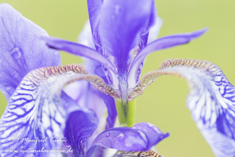 Schwertlilie (Sibirische)_0017