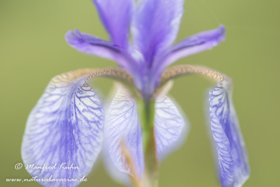 Schwertlilie (Sibirische)_0022