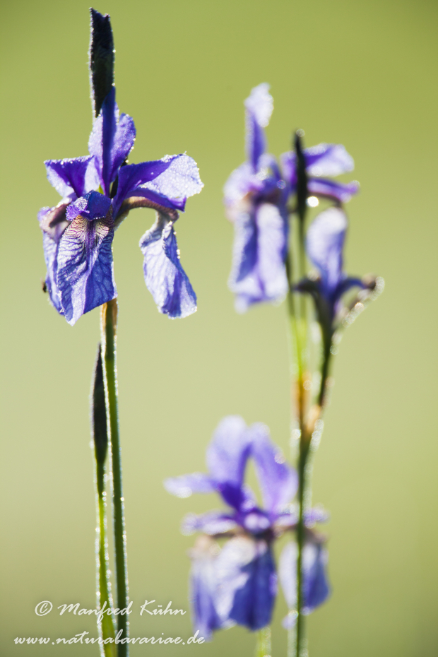 Schwertlilie (Sibirische)_0025