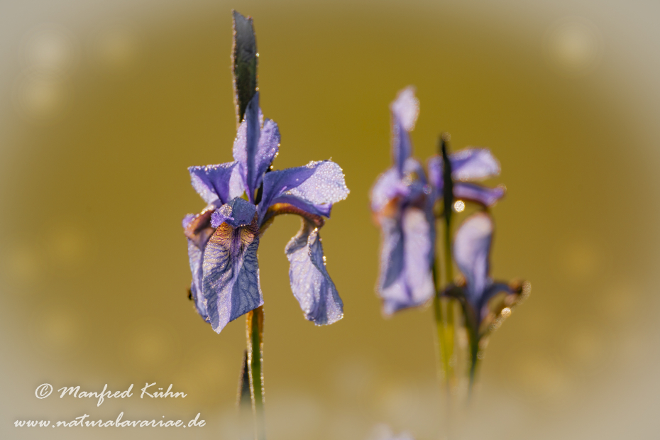 Schwertlilie (Sibirische)_0026