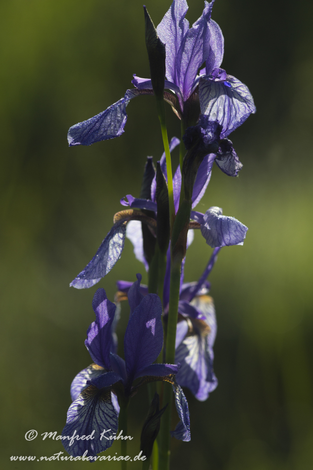 Schwertlilie (Sibirische)_0027