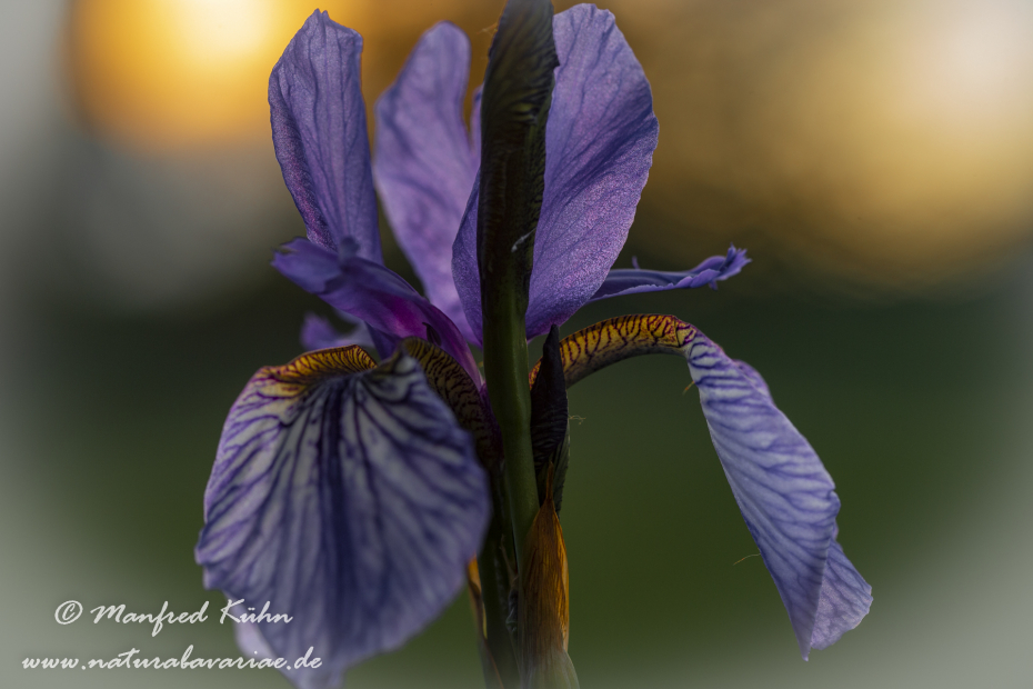 Schwertlilie (Sibirische)_0028