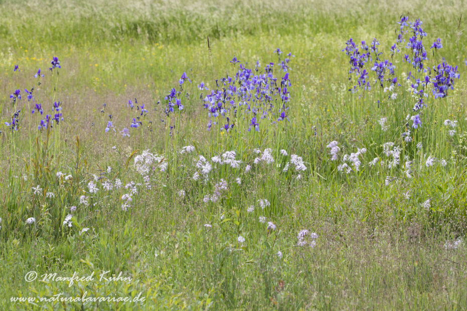 Schwertlilie (Sibirische)_0029