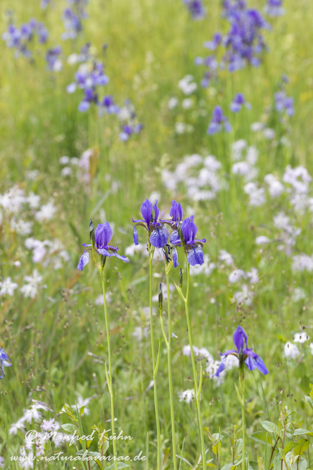 Schwertlilie (Sibirische)_0030