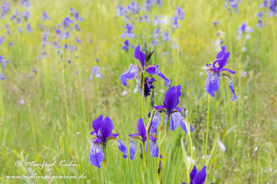 Schwertlilie (Sibirische)_0031