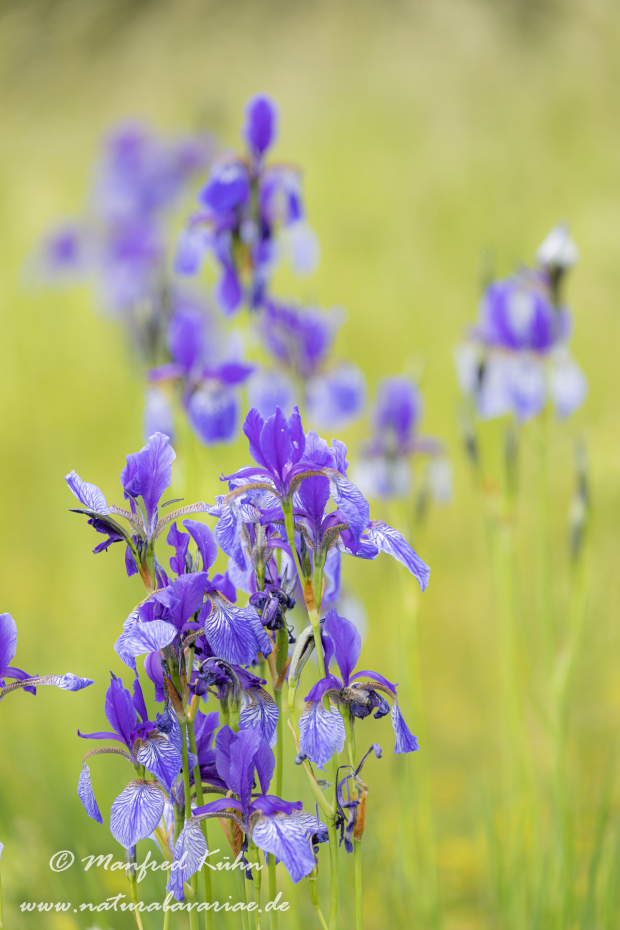 Schwertlilie (Sibirische)_0033