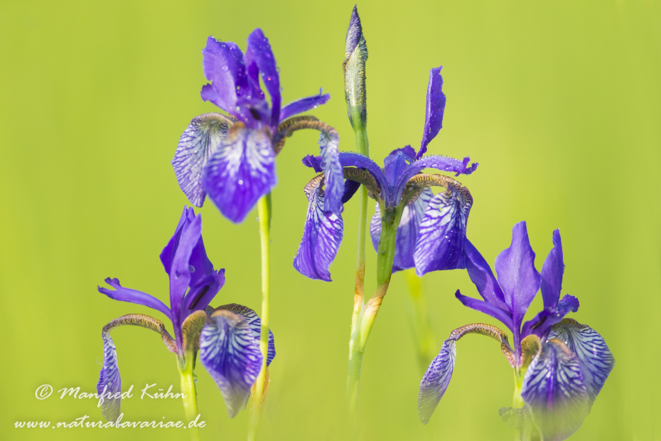 Schwertlilie (Sibirische)_0037