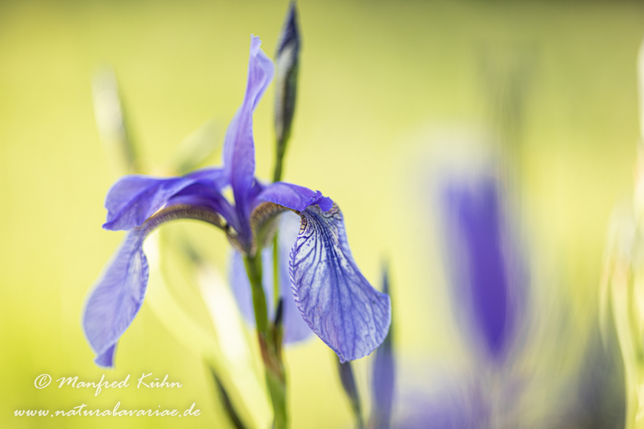 Schwertlilie (Sibirische)_0045