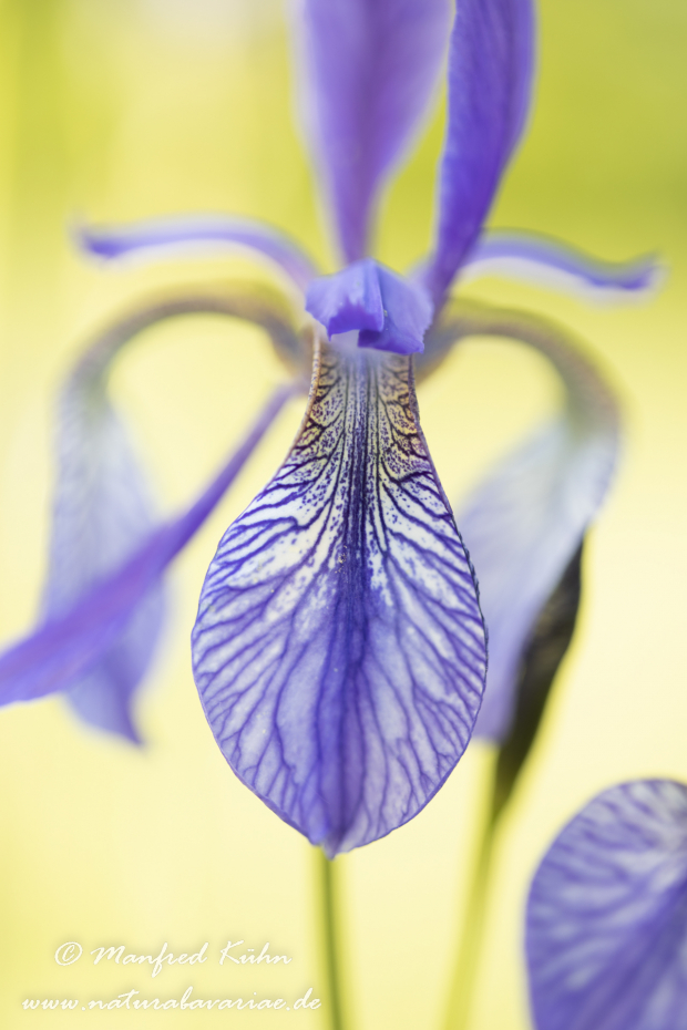 Schwertlilie (Sibirische)_0046