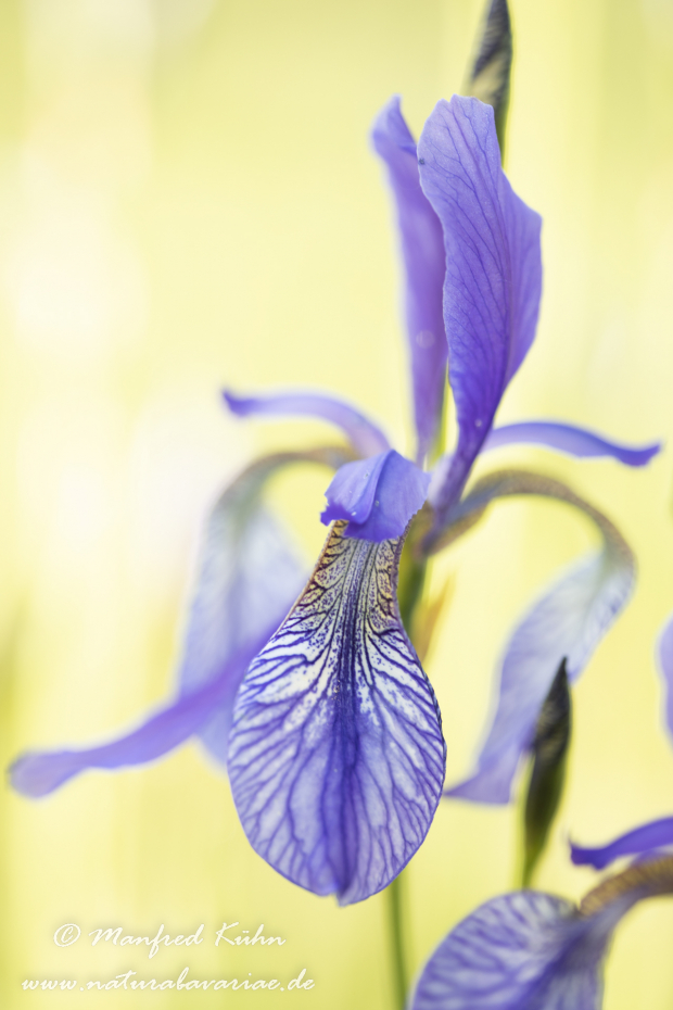 Schwertlilie (Sibirische)_0047