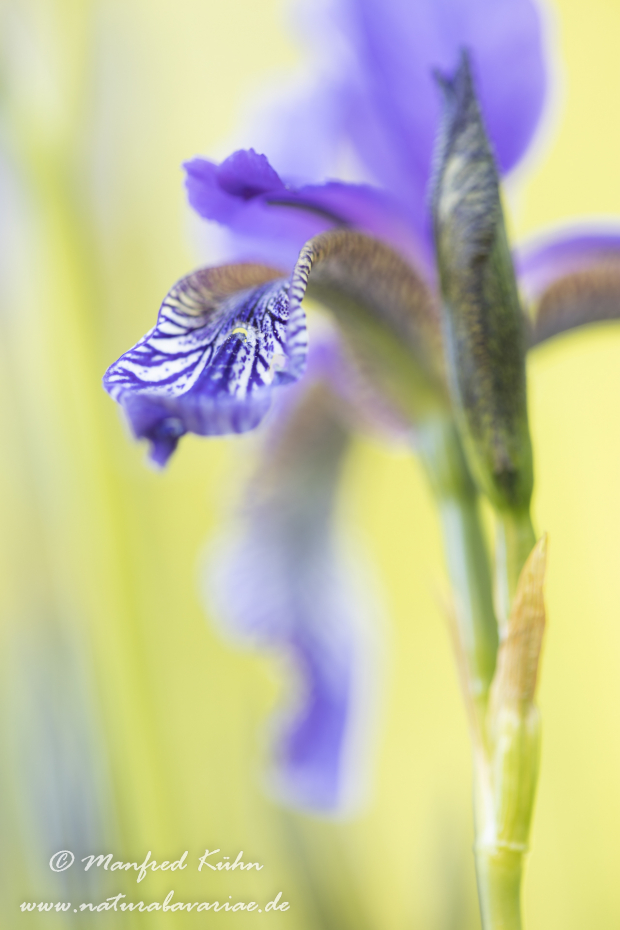 Schwertlilie (Sibirische)_0048