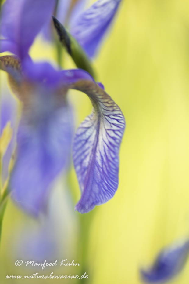 Schwertlilie (Sibirische)_0049