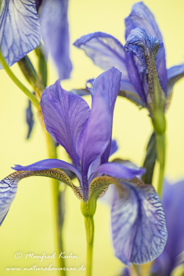 Schwertlilie (Sibirische)_0050