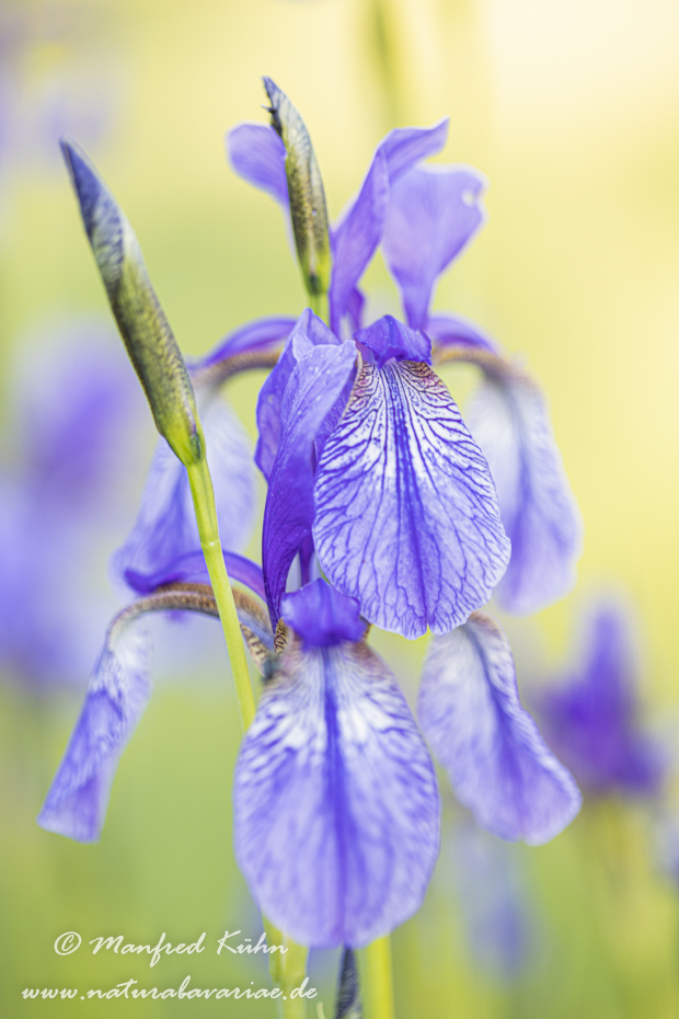Schwertlilie (Sibirische)_0052