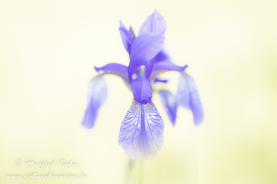 Schwertlilie (Sibirische)_0053