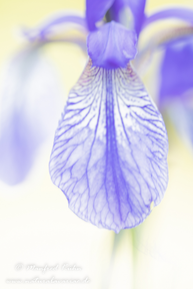 Schwertlilie (Sibirische)_0055