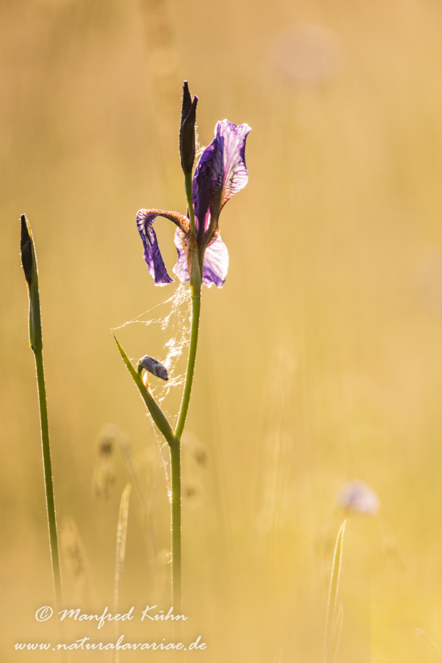Schwertlilie (Sibirische)_0060