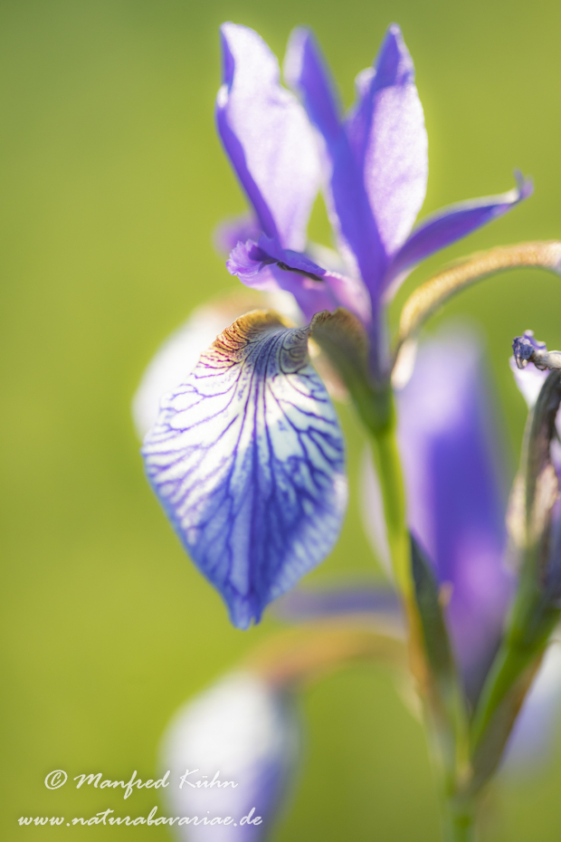 Schwertlilie (Sibirische)_0068