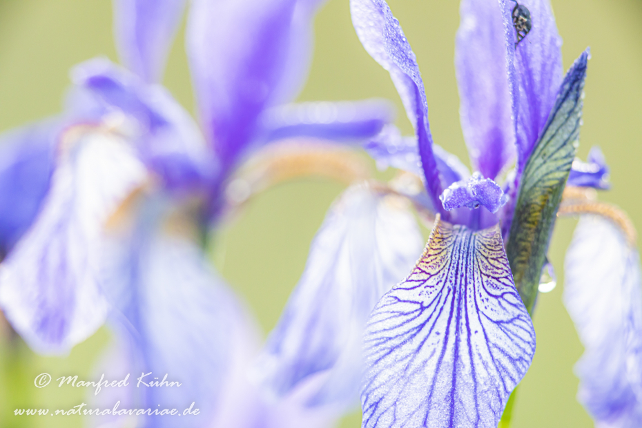 Schwertlilie (Sibirische)_0081
