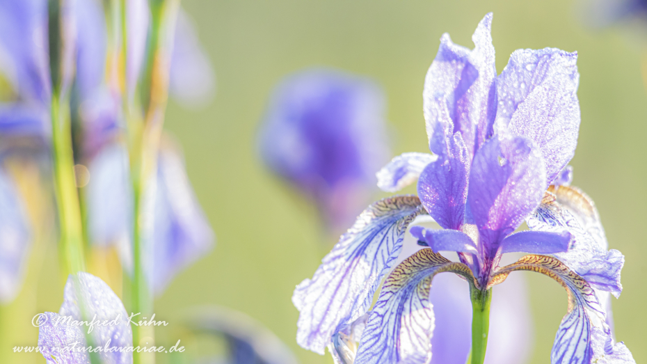 Schwertlilie (Sibirische)_0082