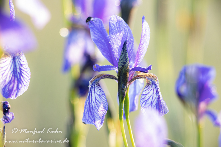 Schwertlilie (Sibirische)_0086