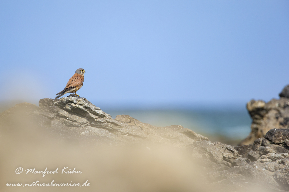 Turmfalke ()_0023