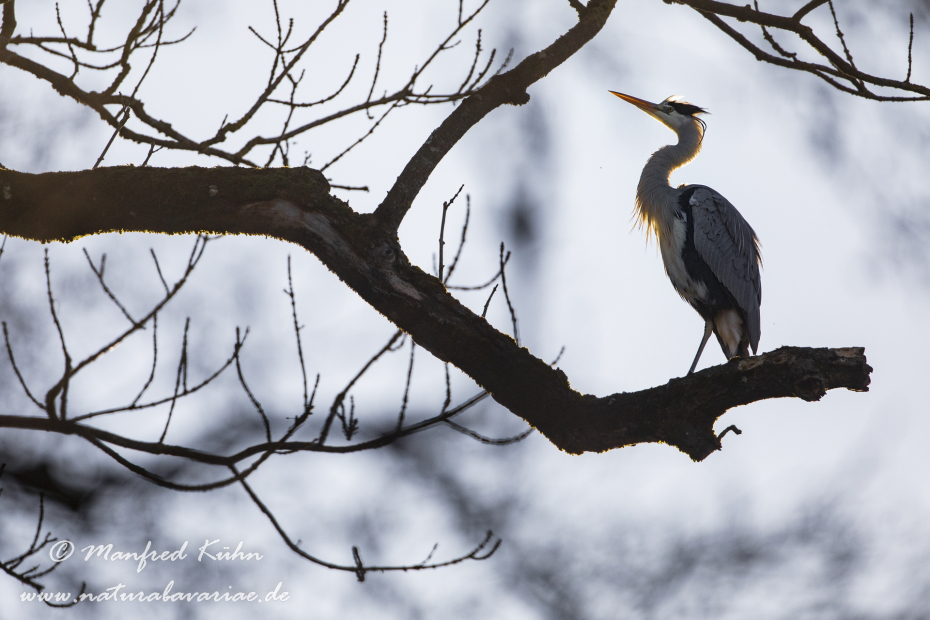Graureiher ()_0166