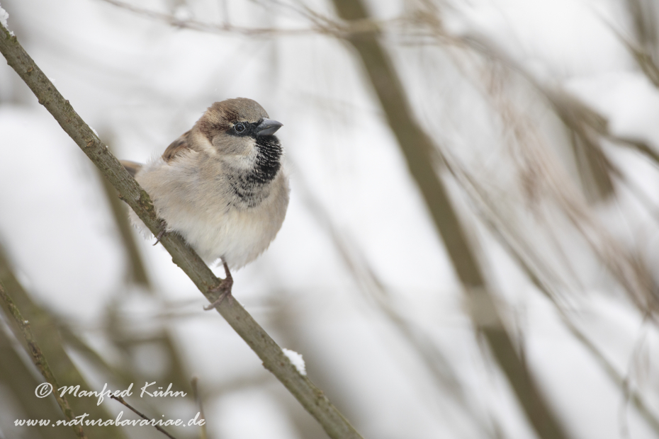 Haussperling ()_0062