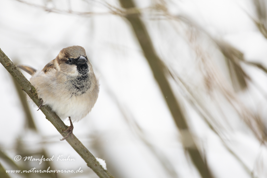 Haussperling ()_0063